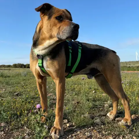 Thor photo 3