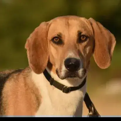 Athos