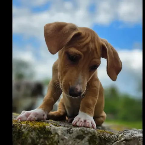 Toupy