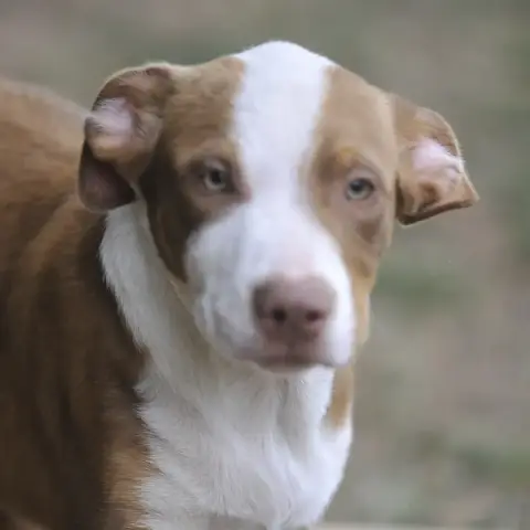 Athos