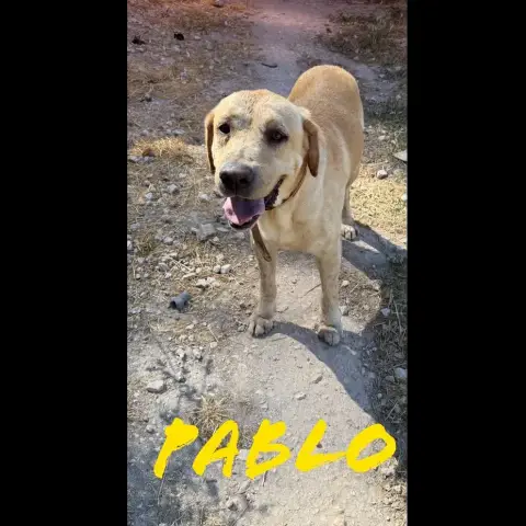 Pablo