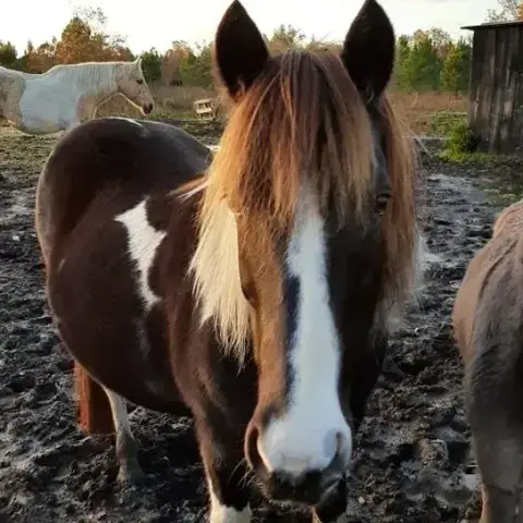 Pomme