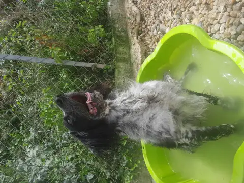 Pepper photo 3