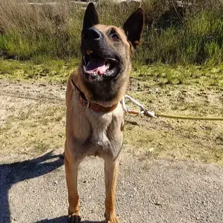 Simba