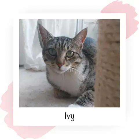 Ivy