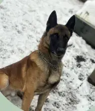 Kali