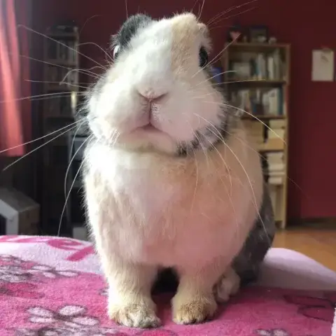 [À L'Adoption] Capucine photo 3