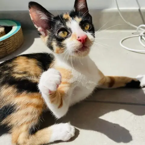 Rosy