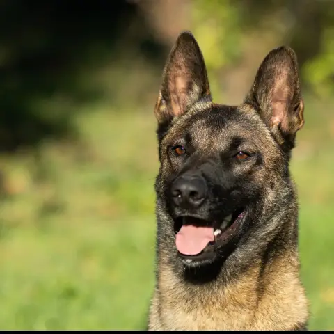 Paco