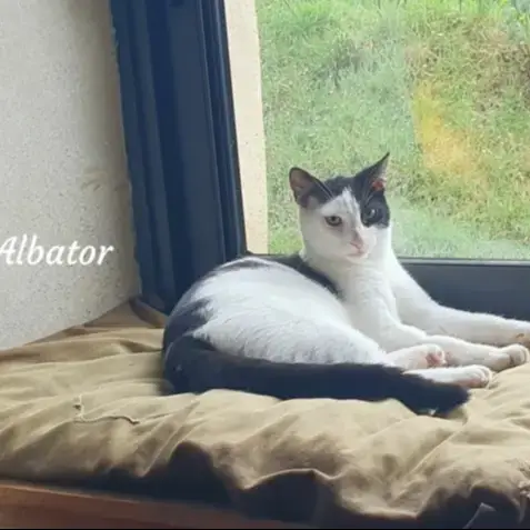 Albator photo 3