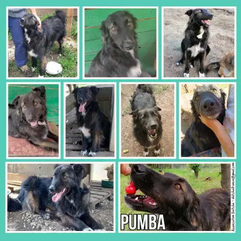 Pumba photo 2