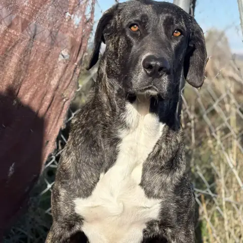 Maggie photo 2