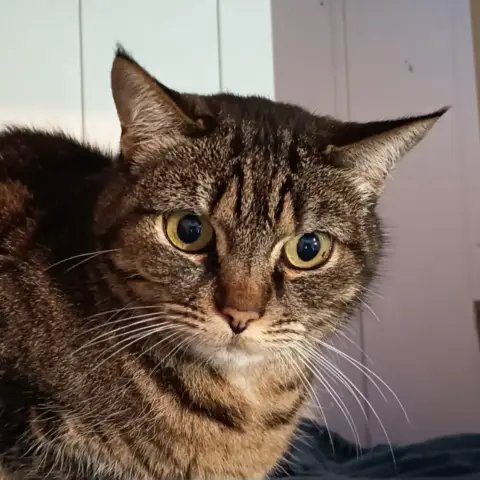 Praline