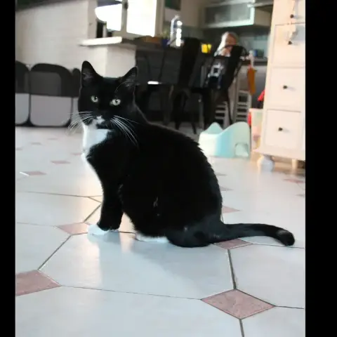 Bigoudi