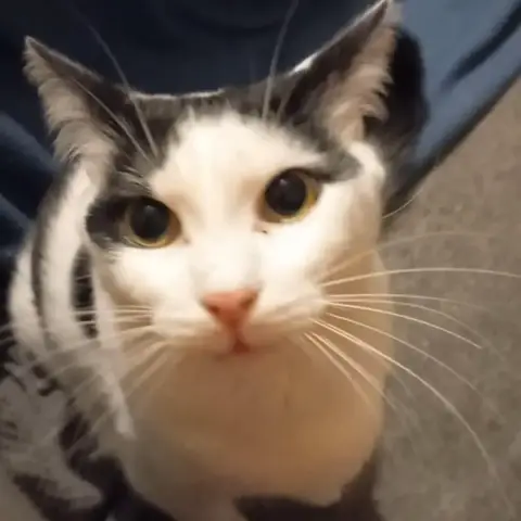 Udonis photo 2