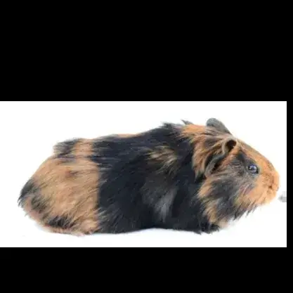 Misti