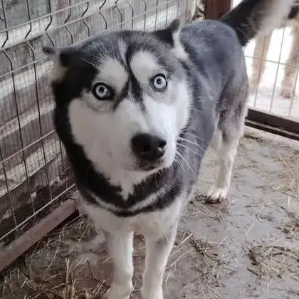 Ashka