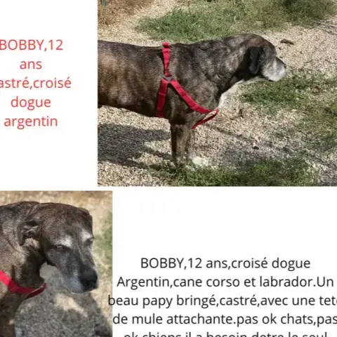 Bobby