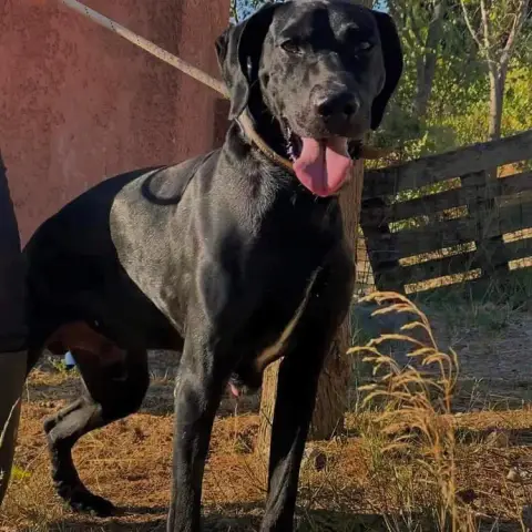 Sultan