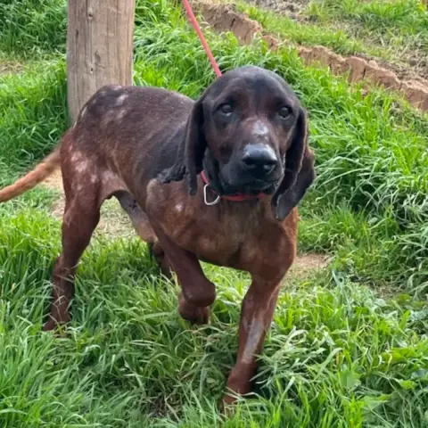 Bubba photo 3