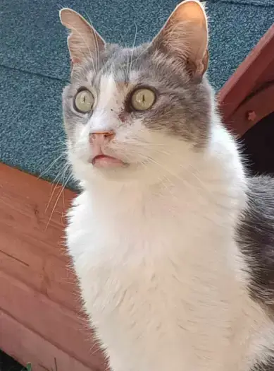 Noé