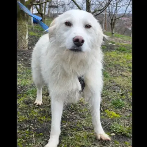 Lassie photo 2