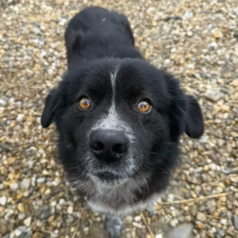 Pepperoni