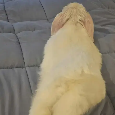 [Bientôt À L'Adoption] Naboo photo 3