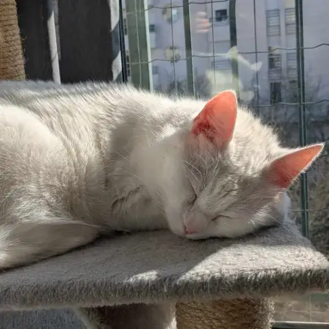 Mya