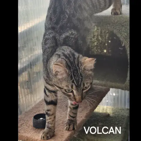 Volcan