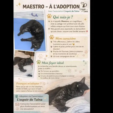 Maestro