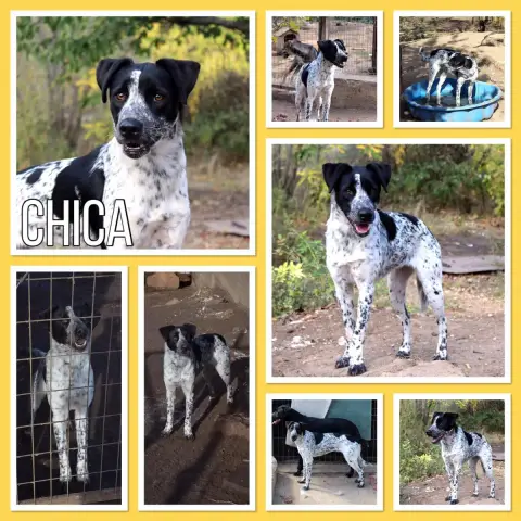 Chica