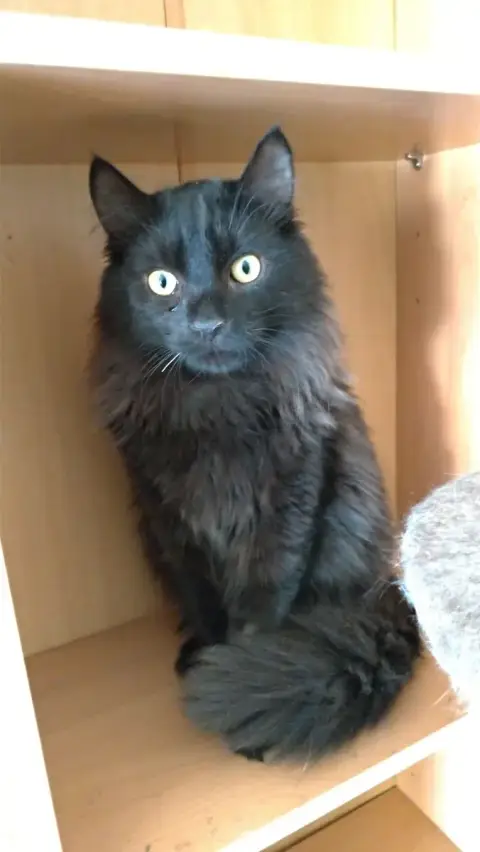 Chokko photo 2