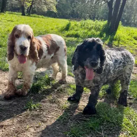 Lucky & Spot