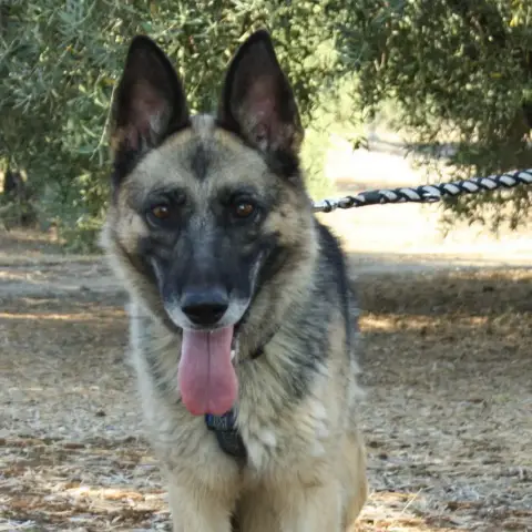 Jara