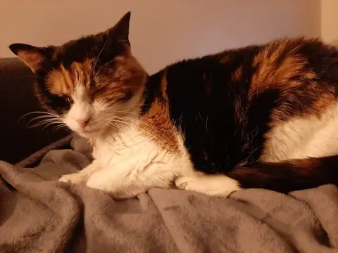 Kitty