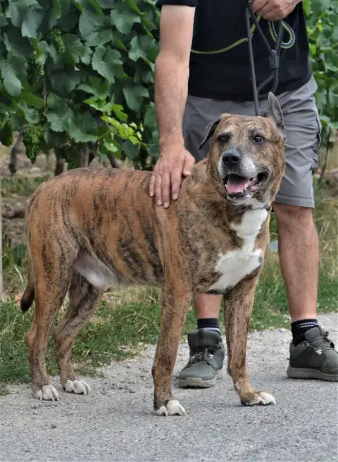 Amigo