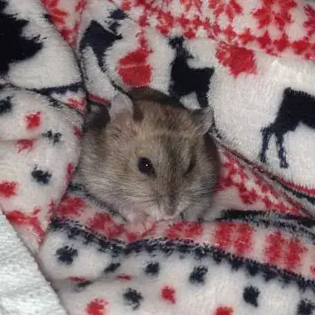 Kiwi photo 3