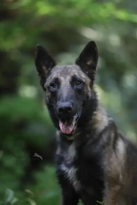 Drago