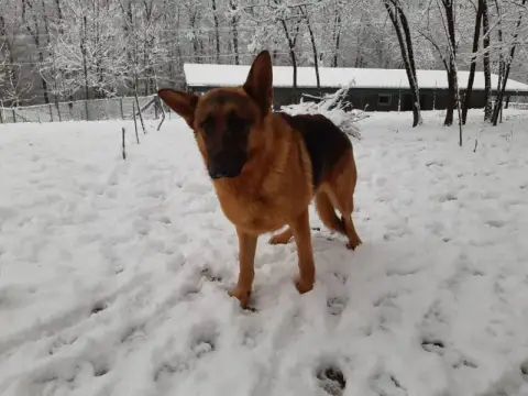 Pasha