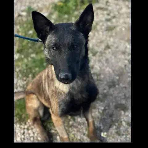 Luna 3 photo 3