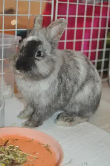 Roméo