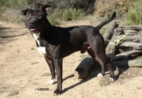 Locco