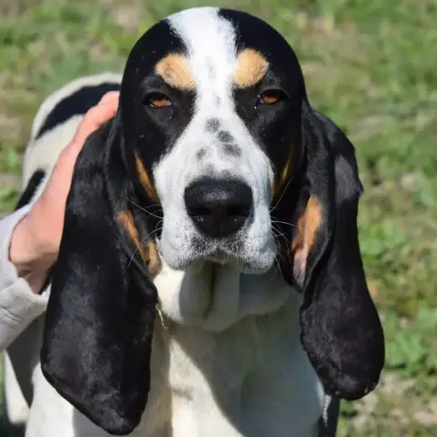 La Grande Sophie