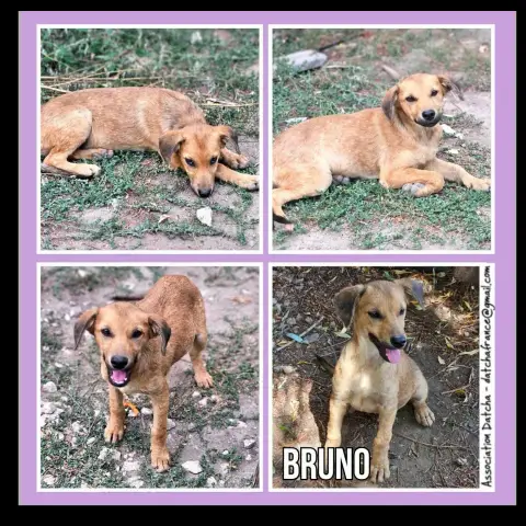Bruno