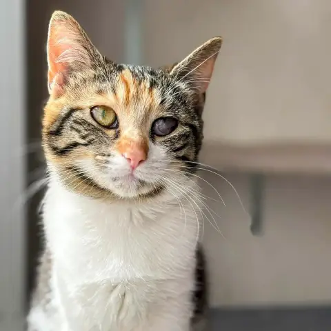 Bella