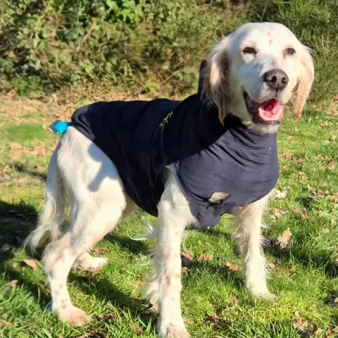 Jelly Sauvetage