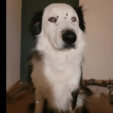 Banzaï