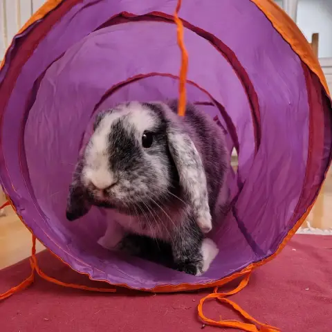 Bunny photo 2