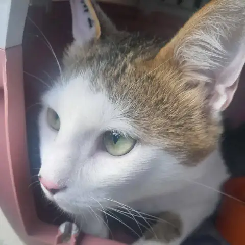 Roméo